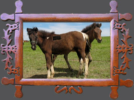 Гуцульська кінь ніхто не має ім'я - різноманітність гуцульських коней