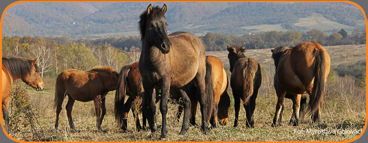 Навчання: Основні цілі і принципи розведення коней гуцульської породи