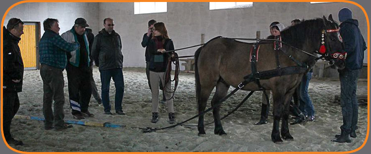 Технологія вирощування і тренінгу молодих гуцульських коней та підготовка їх до випробувань. 09-15 березня 2015 року